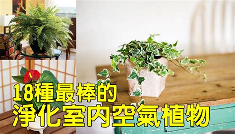 臥室淨化空氣植物|【淨化空氣又好養的9大類室內植物！連NASA也推薦！】